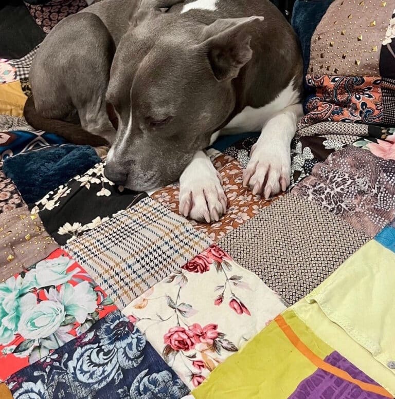 chien sur patchwork