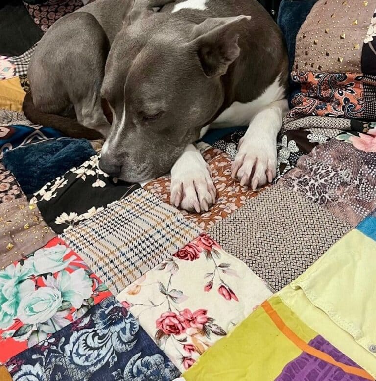 Plaid commémoratif réalisé avec les vêtements d’une maman décédée, photographié chez son fils avec son chien